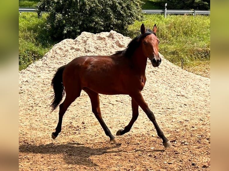 Caballo de Holstein Yegua 1 año 168 cm Castaño in Dietfurt an der Altmühl