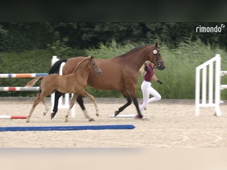 Caballo de Holstein Yegua 1 año Alazán in Haseldorf