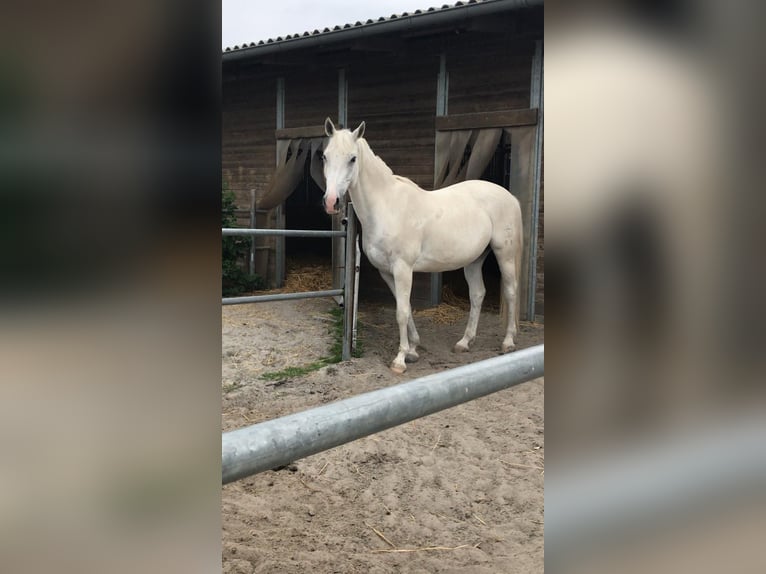 Caballo de Holstein Yegua 22 años 155 cm Tordo in Laudenbach