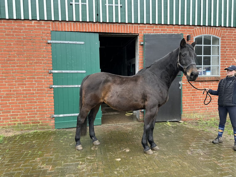 Caballo de Holstein Yegua 22 años 170 cm Castaño oscuro in Lübeck