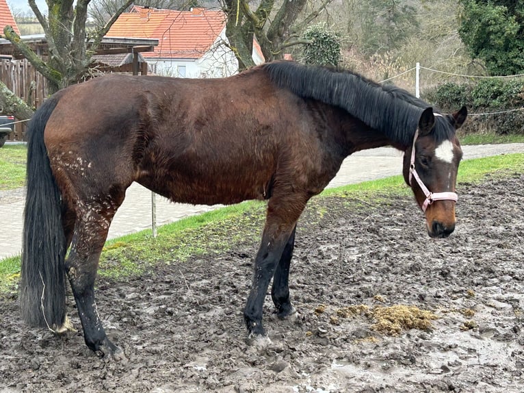 Caballo de Holstein Yegua 22 años 175 cm Castaño in Wohratal
