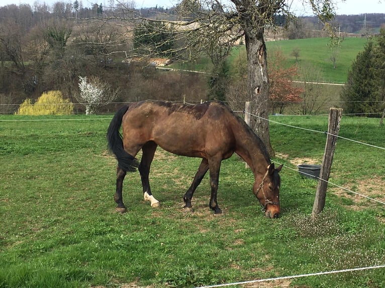 Caballo de Holstein Yegua 23 años Castaño claro in Rheinfelden