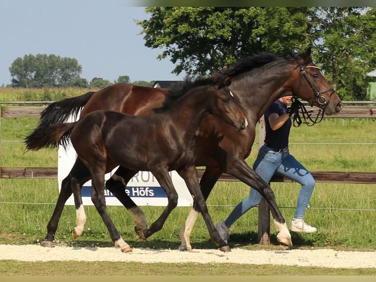 Caballo de Holstein Yegua 2 años 155 cm Castaño oscuro in Kaiser-Wilhelm-Koog