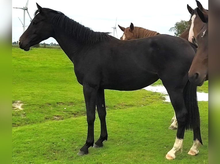 Caballo de Holstein Yegua 2 años 155 cm Castaño oscuro in Kaiser-Wilhelm-Koog