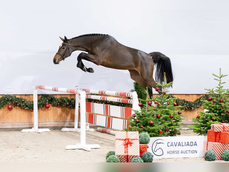 Caballo de Holstein Yegua 2 años Castaño oscuro in Pozna&#x144;
