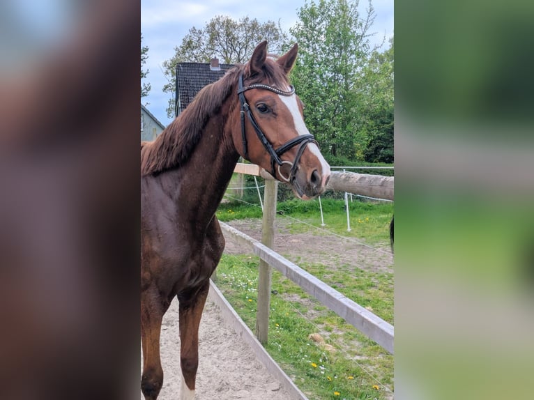 Caballo de Holstein Yegua 3 años 163 cm Alazán-tostado in Barmstedt