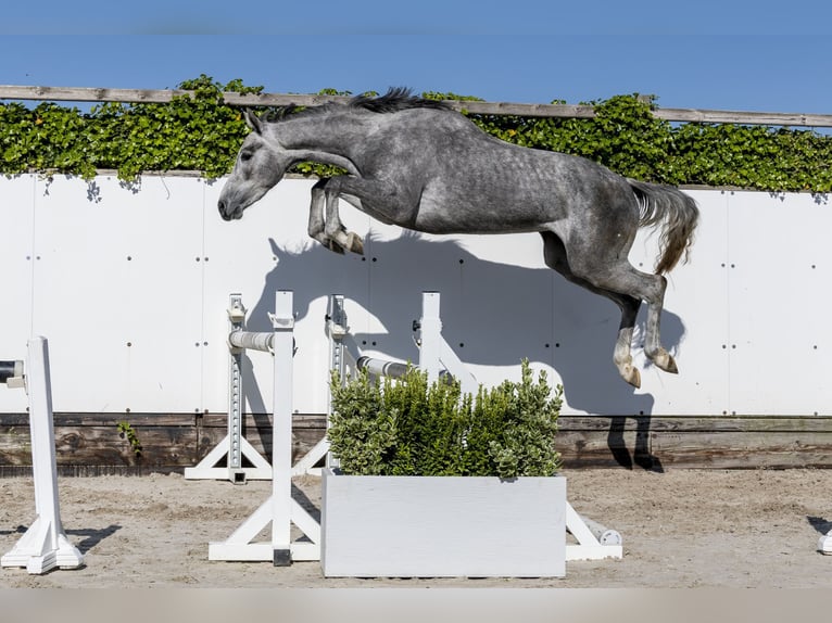 Caballo de Holstein Yegua 3 años 163 cm in Waddinxveen
