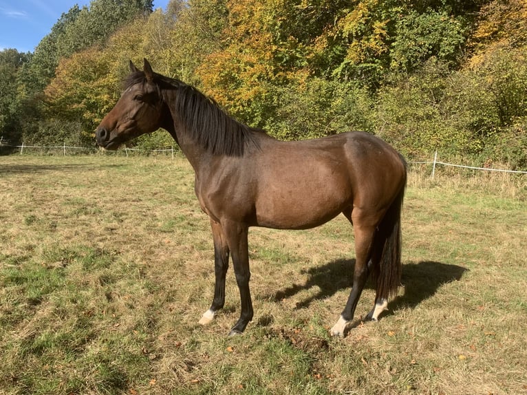 Caballo de Holstein Yegua 3 años 164 cm Castaño in Dechow
