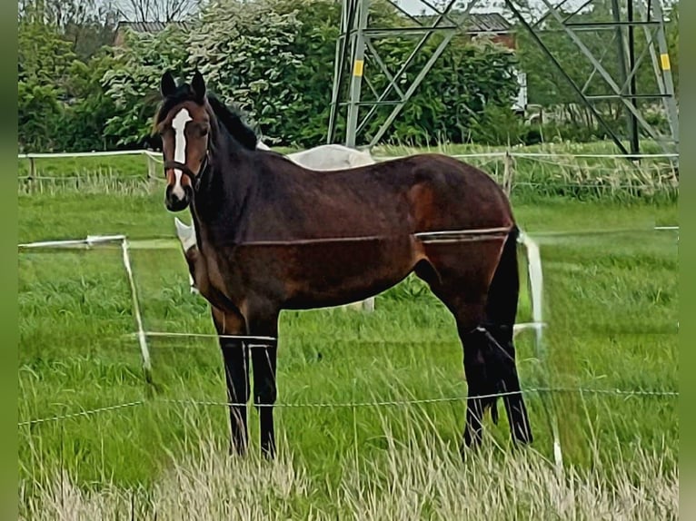 Caballo de Holstein Yegua 3 años 165 cm Castaño oscuro in Heist