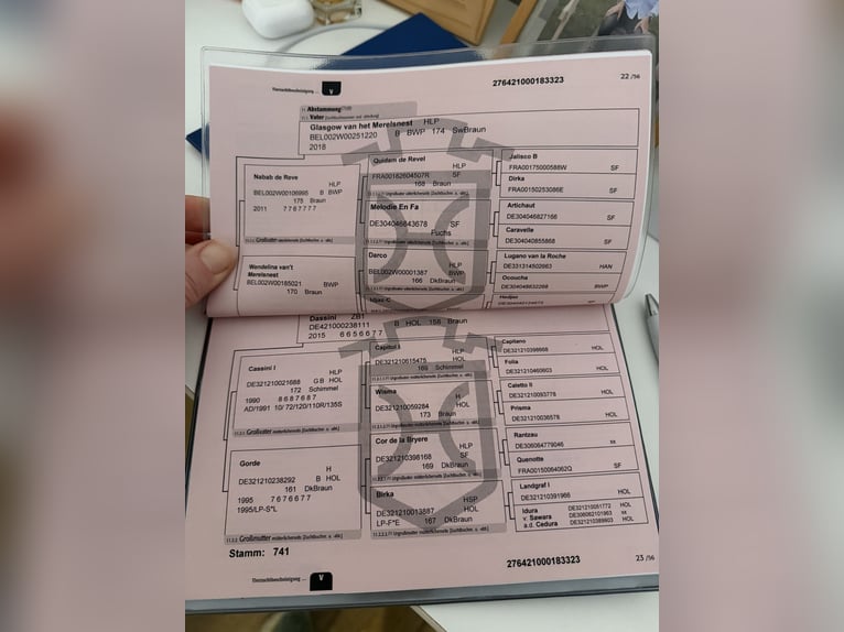 Caballo de Holstein Yegua 3 años 165 cm Morcillo in Modrová