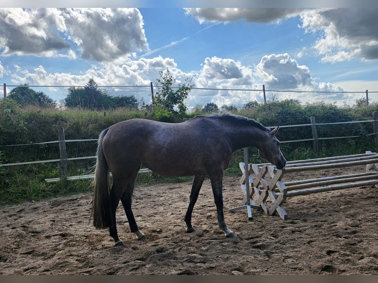 Caballo de Holstein Yegua 3 años 165 cm Tordo in Revensdorf