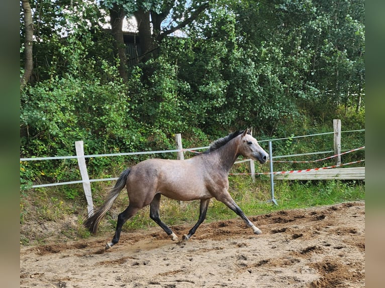 Caballo de Holstein Yegua 3 años 165 cm Tordo in Revensdorf