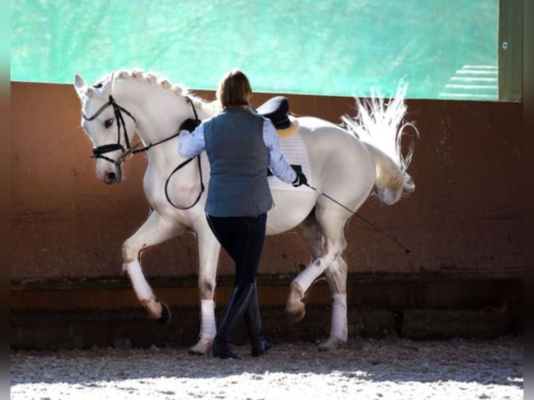 Caballo de Holstein Yegua 3 años 165 cm Tordo in Revensdorf