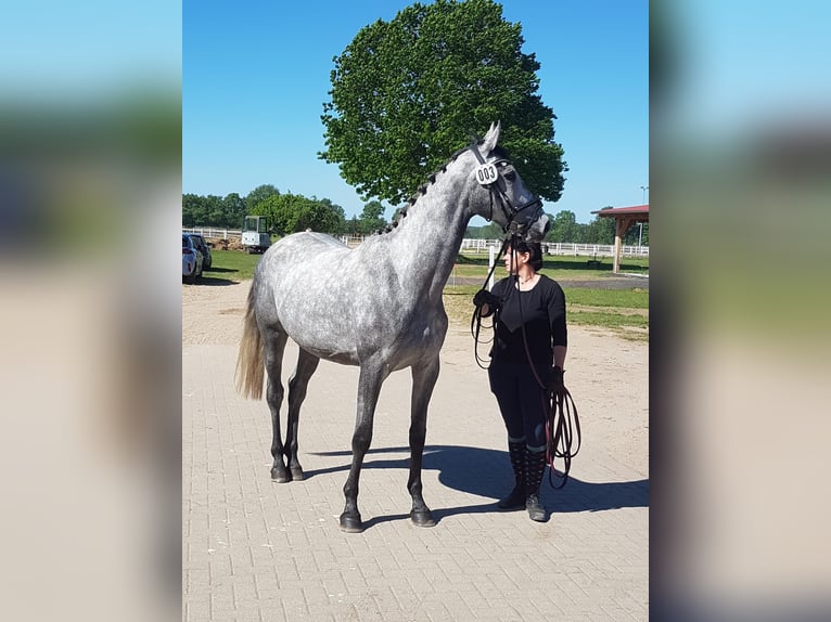 Caballo de Holstein Yegua 3 años 165 cm Tordo rodado in Koberg