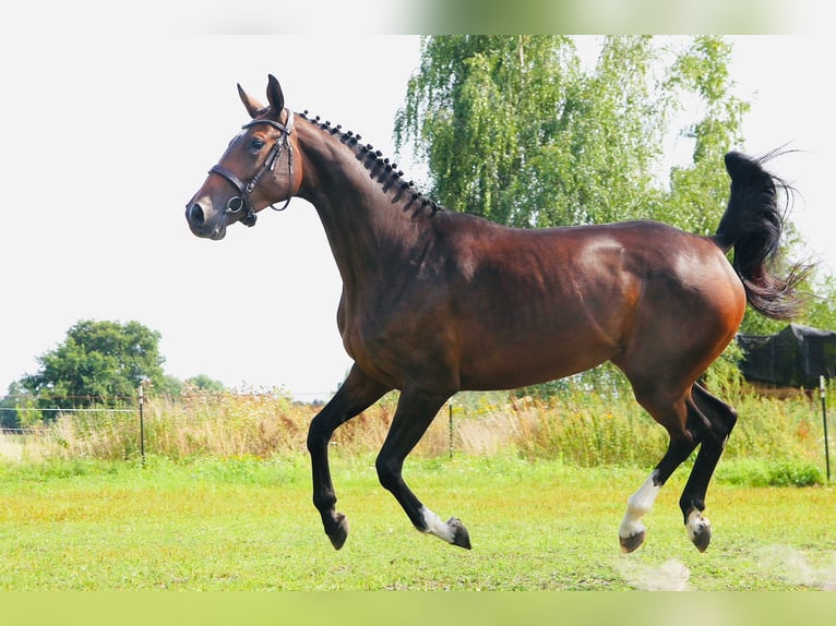Caballo de Holstein Yegua 3 años 167 cm in Ger