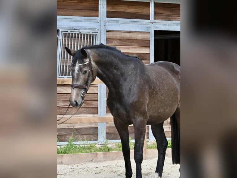 Caballo de Holstein Yegua 3 años 168 cm Tordillo negro in Neuhaus / Zeetze