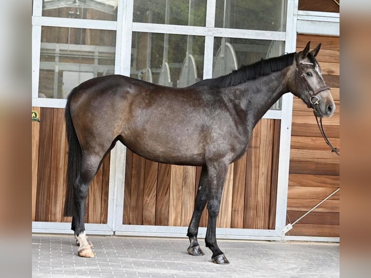 Caballo de Holstein Yegua 3 años 168 cm Tordillo negro in Neuhaus / Zeetze