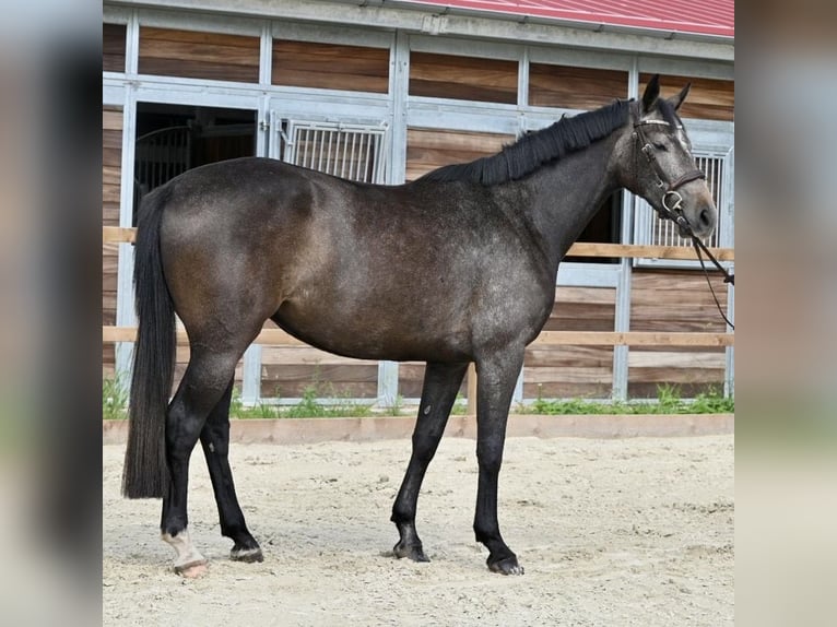 Caballo de Holstein Yegua 3 años 168 cm Tordillo negro in Neuhaus / Zeetze