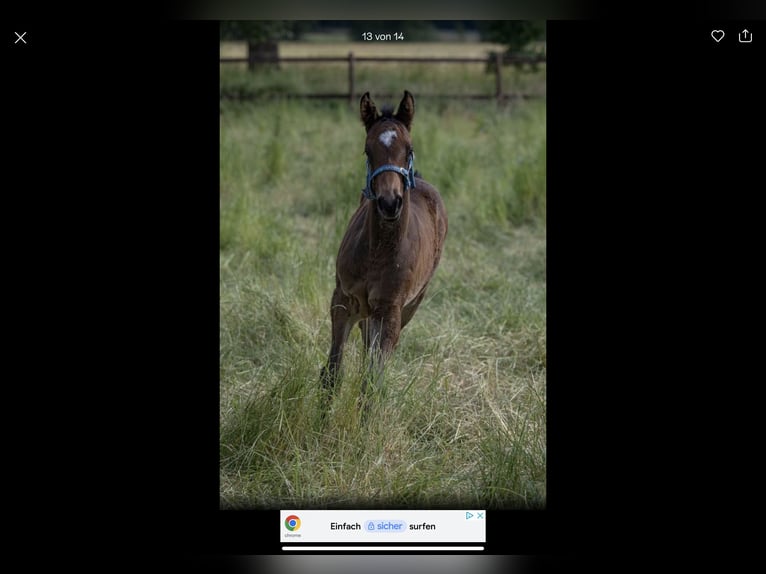 Caballo de Holstein Yegua 3 años 169 cm Castaño oscuro in Hamersen