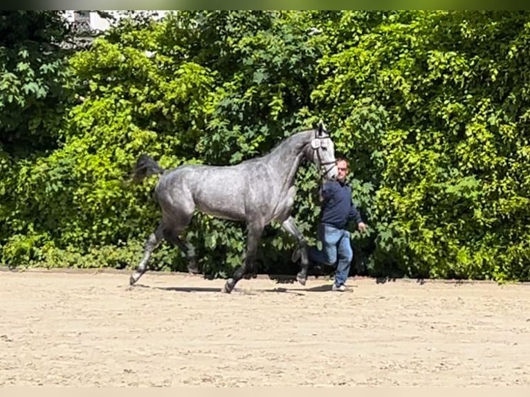 Caballo de Holstein Yegua 3 años 169 cm Tordo in Averlak