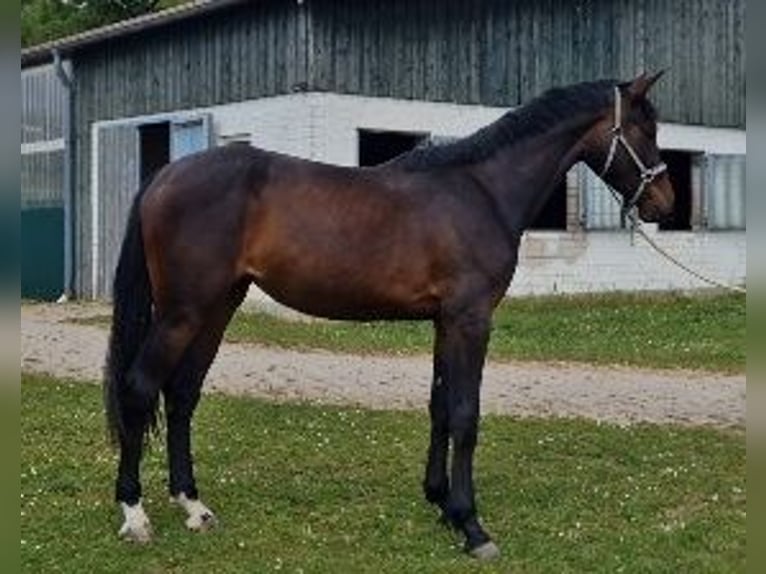 Caballo de Holstein Yegua 3 años 171 cm Castaño oscuro in Wonfurt