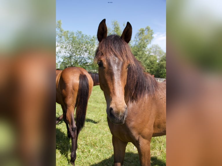 Caballo de Holstein Yegua 3 años Castaño in Borsfleth
