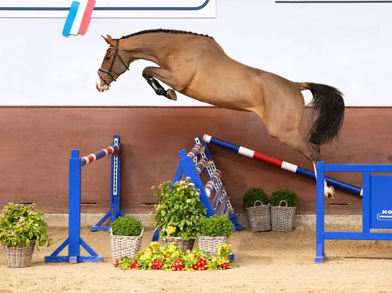 Caballo de Holstein Yegua 3 años Castaño in Elmshorn