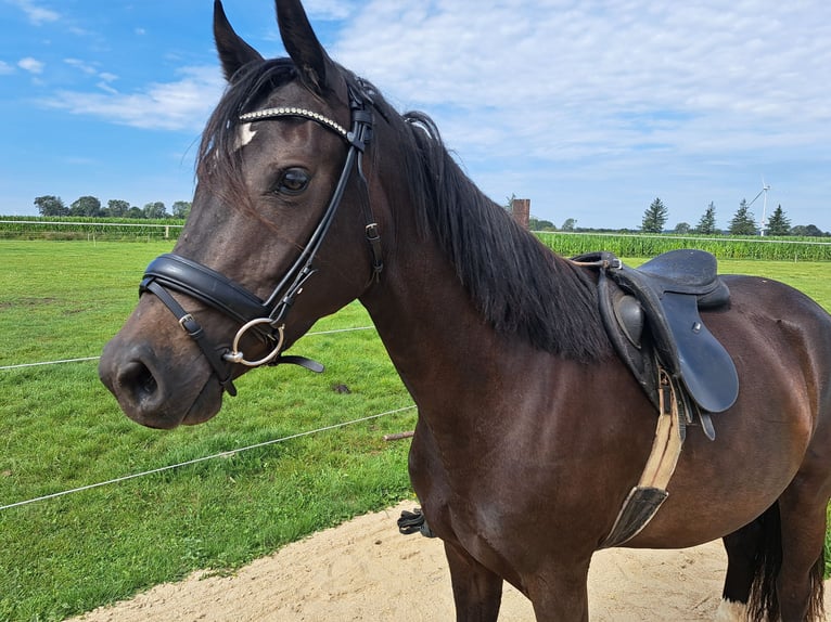 Caballo de Holstein Yegua 4 años 153 cm Morcillo in Achtrup