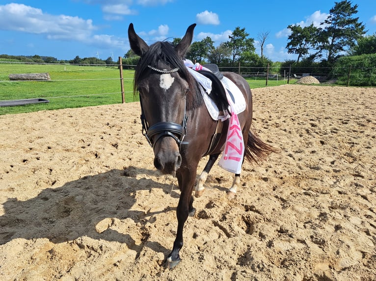 Caballo de Holstein Yegua 4 años 153 cm Morcillo in Achtrup