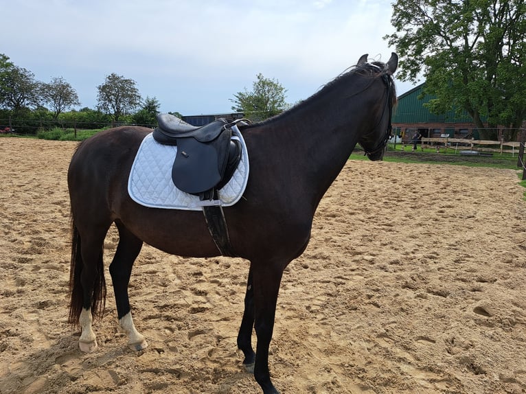 Caballo de Holstein Yegua 4 años 153 cm Morcillo in Achtrup