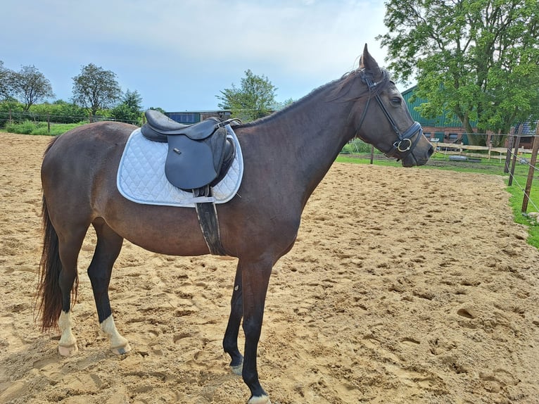 Caballo de Holstein Yegua 4 años 153 cm Morcillo in Achtrup