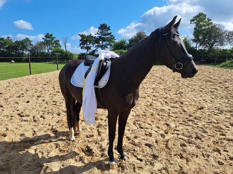 Caballo de Holstein Yegua 4 años 153 cm Morcillo in Achtrup