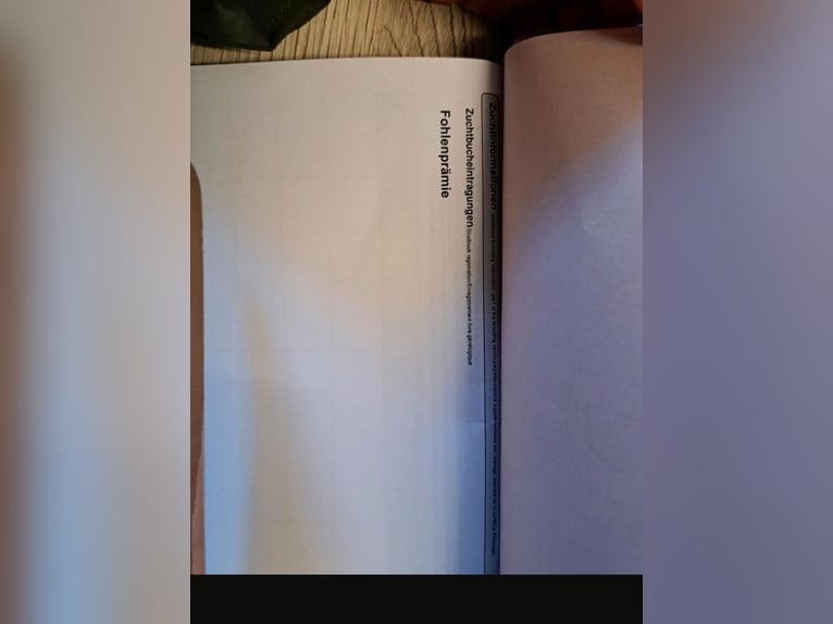 Caballo de Holstein Yegua 4 años 153 cm Morcillo in Achtrup