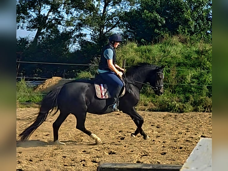 Caballo de Holstein Yegua 4 años 153 cm Morcillo in Achtrup