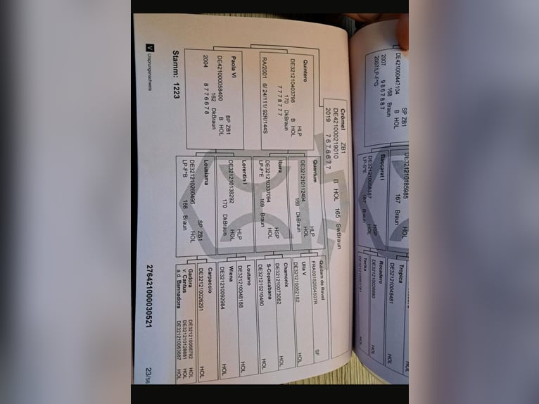 Caballo de Holstein Yegua 4 años 153 cm Morcillo in Achtrup