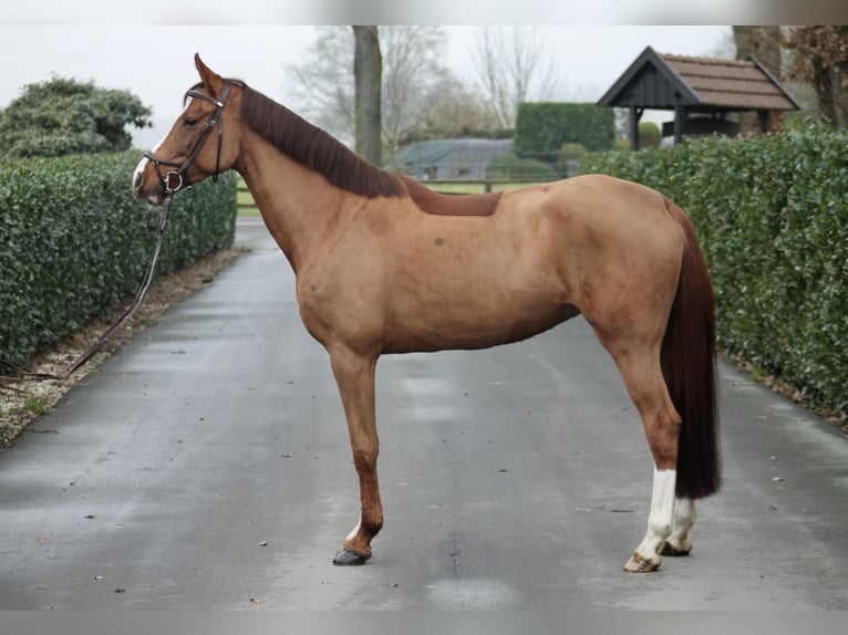 Caballo de Holstein Yegua 4 años 160 cm Alazán in Vechta