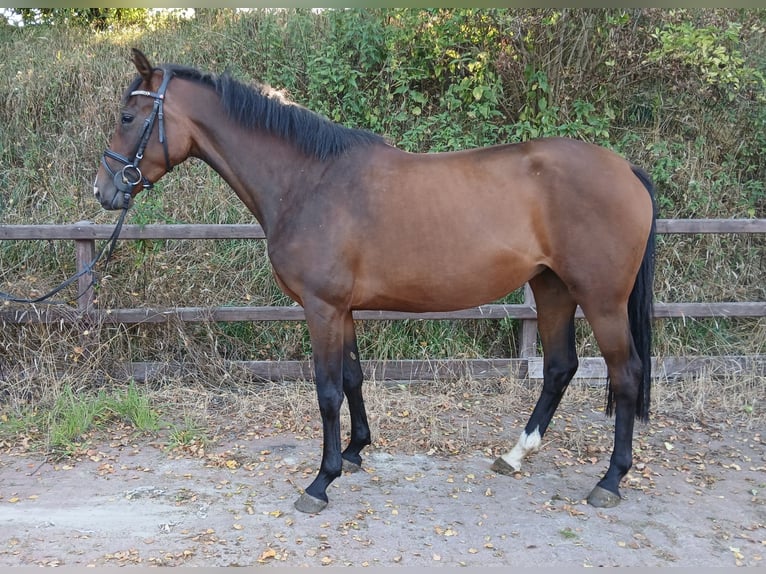 Caballo de Holstein Yegua 4 años 161 cm Castaño in Viöl