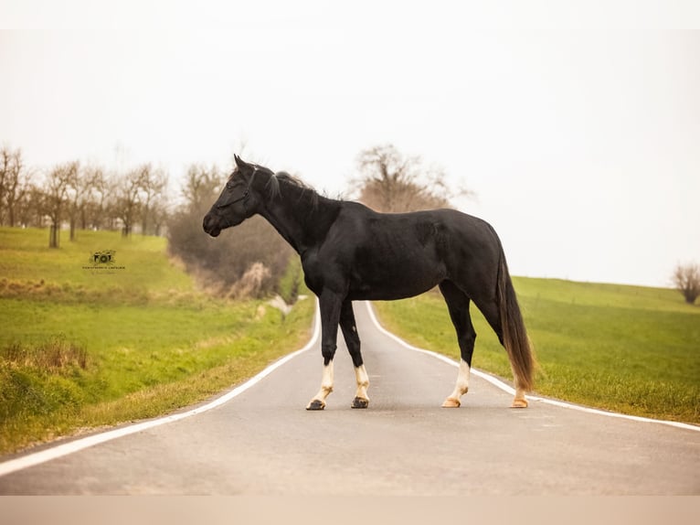 Caballo de Holstein Yegua 4 años 163 cm Tordillo negro in Fuldatal