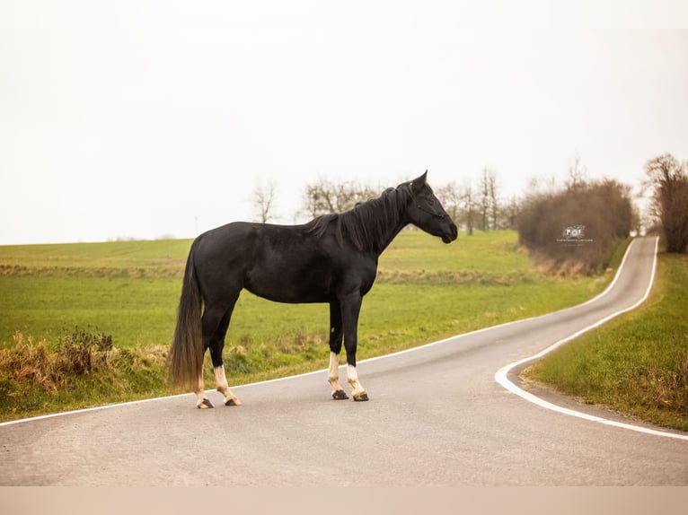 Caballo de Holstein Yegua 4 años 163 cm Tordillo negro in Fuldatal