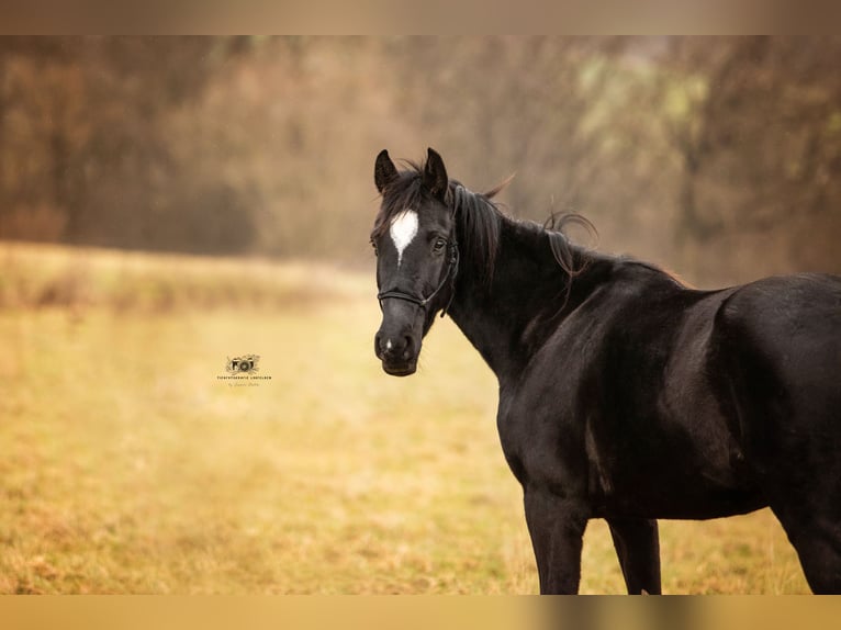 Caballo de Holstein Yegua 4 años 163 cm Tordillo negro in Fuldatal