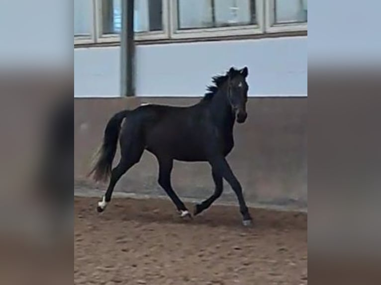 Caballo de Holstein Yegua 4 años 165 cm Morcillo in Wachtberg