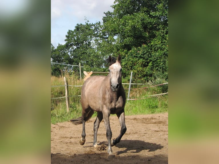 Caballo de Holstein Yegua 4 años 165 cm Tordo in Revensdorf