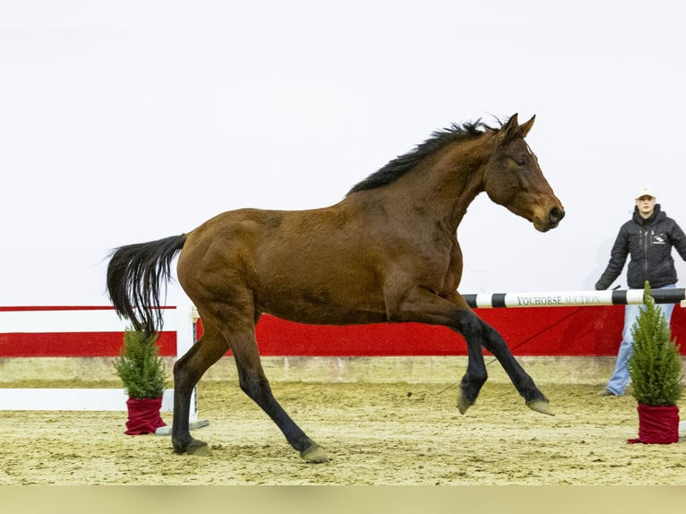 Caballo de Holstein Yegua 4 años 166 cm Castaño in Waddinxveen