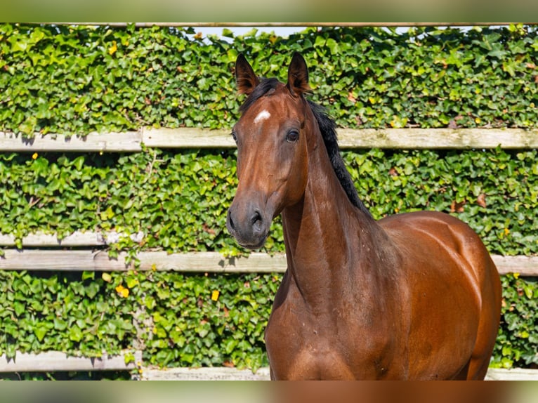 Caballo de Holstein Yegua 4 años 166 cm Castaño in Waddinxveen