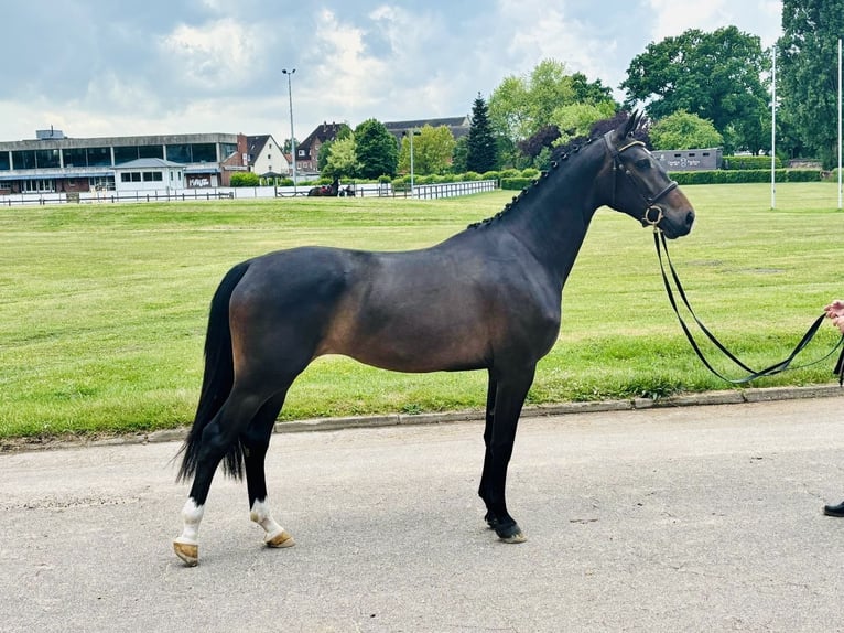 Caballo de Holstein Yegua 4 años 166 cm Castaño oscuro in Bokel