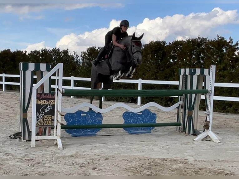 Caballo de Holstein Yegua 4 años 166 cm Tordo in Überherrn