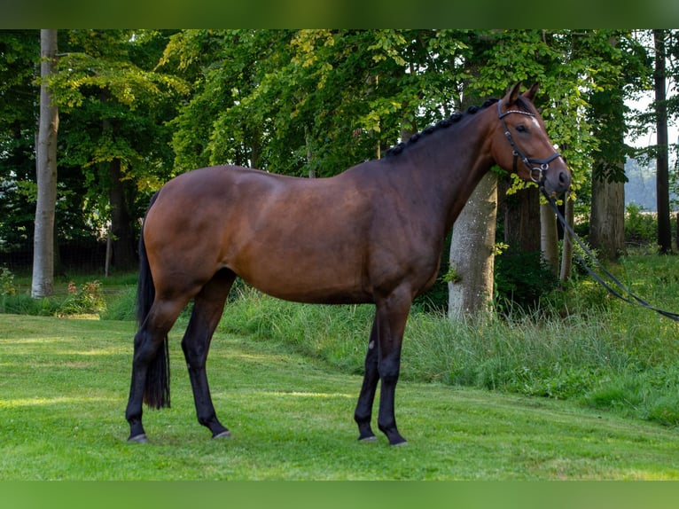 Caballo de Holstein Yegua 4 años 168 cm Castaño oscuro in Barkelsby