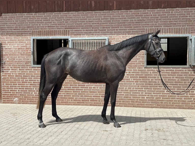 Caballo de Holstein Yegua 4 años 168 cm Tordillo negro in M&#xFC;hlenflie&#xDF;