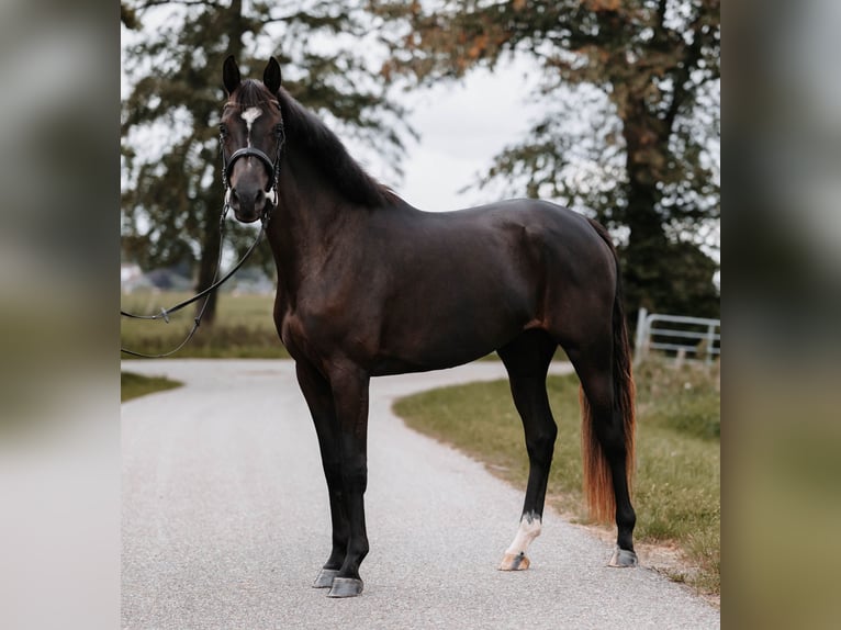 Caballo de Holstein Yegua 4 años 169 cm Negro in Kollmar