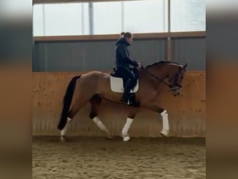 Caballo de Holstein Yegua 4 años 170 cm Castaño in Ahrensbököbs